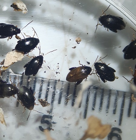 Adult cabbage stem flea beetles (© Claire Price)