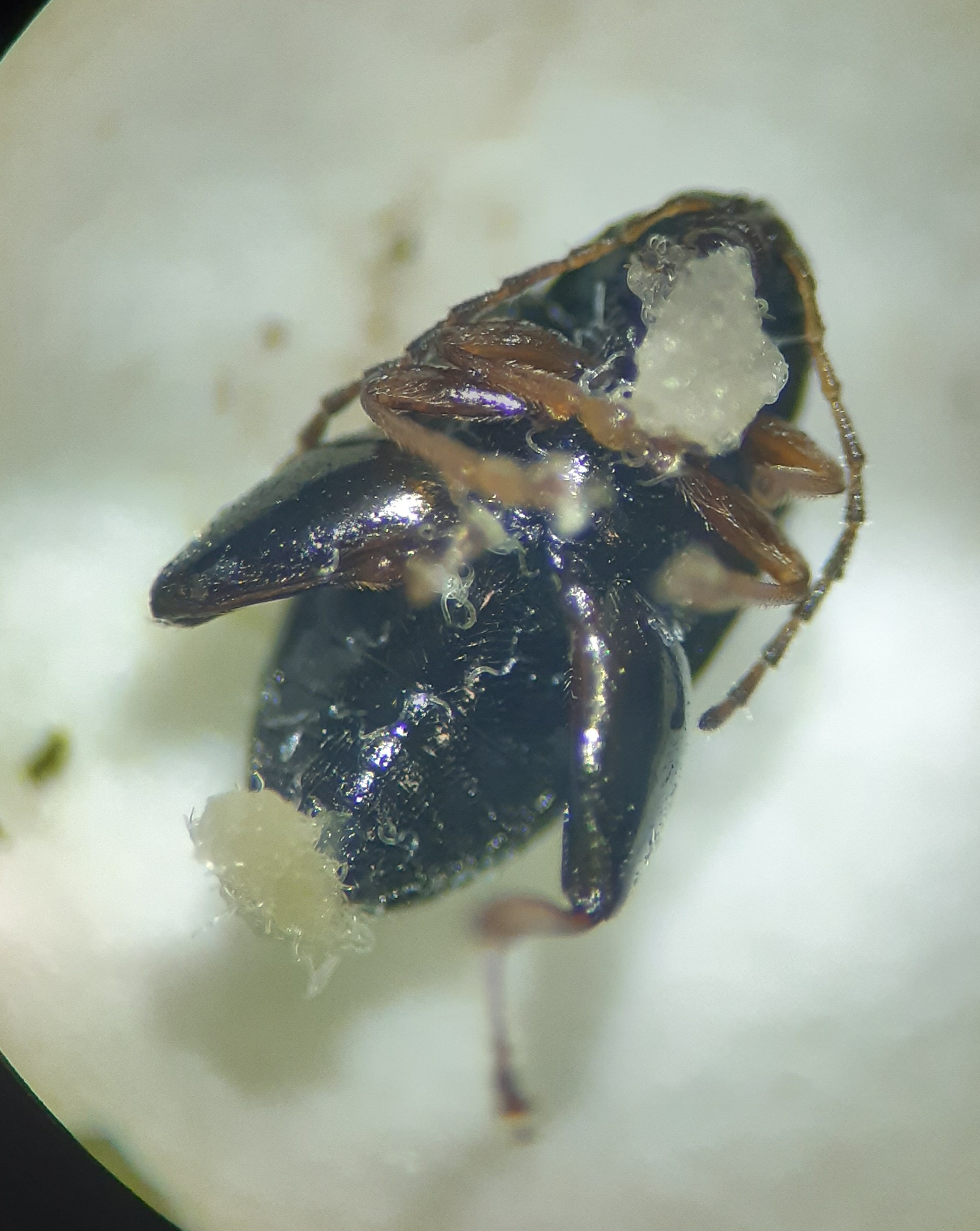 Adult cabbage stem flea beetle infected with entomopathogenic nematodes (© Claire Price)